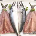 Chinese IQF Frozen Butterfly Mackerel Fish Flaps